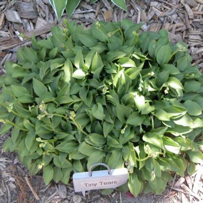 Hosta 'Tiny Tears'